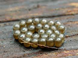 Attēlu rezultāti vaicājumam “Picromerus bidens”