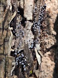 Attēlu rezultāti vaicājumam “Physarum album”