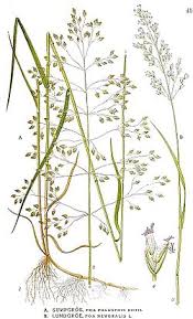 Attēlu rezultāti vaicājumam “Poa nemoralis fruit”