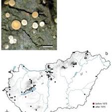Attēlu rezultāti vaicājumam “Coenogonium pineti”