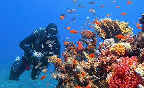 Image result for Exe To Sea Diving