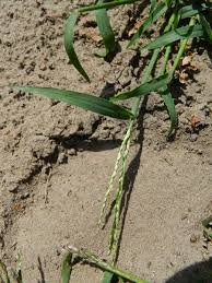 Attēlu rezultāti vaicājumam “Digitaria ischaemum”