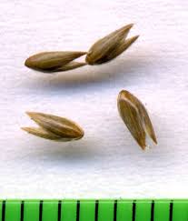 Attēlu rezultāti vaicājumam “Phalaroides arundinacea fruit”