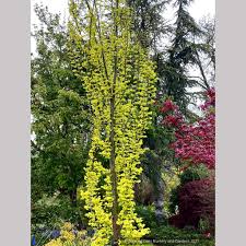 Attēlu rezultāti vaicājumam “Ulmus x hollandica leaf”
