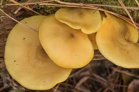 Attēlu rezultāti vaicājumam “Tricholomopsis decora”