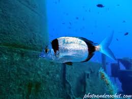Image result for Diplodus vulgaris