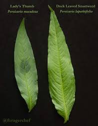 Attēlu rezultāti vaicājumam “Persicaria lapathifolia leaf”