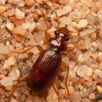 Attēlu rezultāti vaicājumam “Leistus ferrugineus”