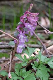 Attēlu rezultāti vaicājumam “Corydalis cava flower”