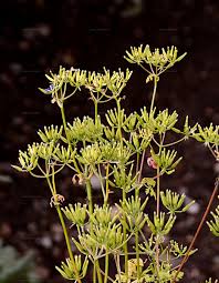 Image result for Anthriscus cerefolium
