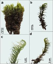Attēlu rezultāti vaicājumam “Dicranella staphylina cells”