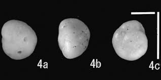 Attēlu rezultāti vaicājumam “Fuligo gyrosa macro”