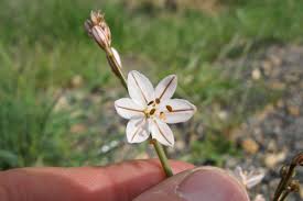 Image result for Asphodelus fistulosus