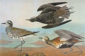 Attēlu rezultāti vaicājumam “Pluvialis apricaria”