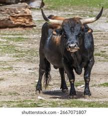 Attēlu rezultāti vaicājumam “Bos primigenius taurus”