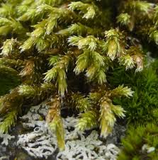 Attēlu rezultāti vaicājumam “Hedwigia ciliata”