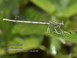 Attēlu rezultāti vaicājumam “Platycnemis pennipes”