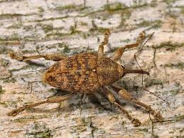 Attēlu rezultāti vaicājumam “Curculio nucum”