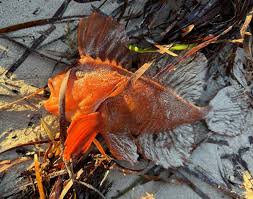 Image result for Furgaleus macki