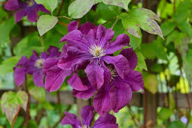 Attēlu rezultāti vaicājumam “Clematis”