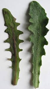 Attēlu rezultāti vaicājumam “Hypochaeris maculata leaf”