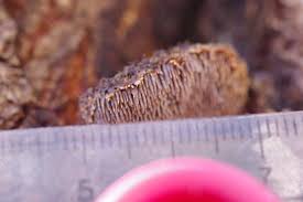 Attēlu rezultāti vaicājumam “Gloiodon strigosus”