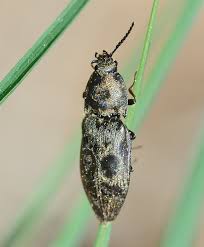 Attēlu rezultāti vaicājumam “Prosternon tessellatum”