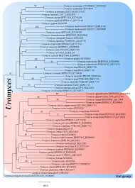 Attēlu rezultāti vaicājumam “Uromyces dactylidis”