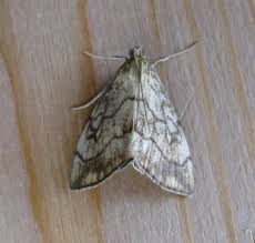 Attēlu rezultāti vaicājumam “Evergestis pallidata”