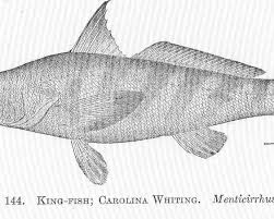 Image result for Menticirrhus americanus