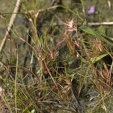Attēlu rezultāti vaicājumam “Juncus bulbosus fruit”