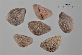 Attēlu rezultāti vaicājumam “Calystegia sepium fruit”