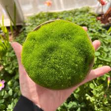 Attēlu rezultāti vaicājumam “Bryum”