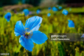 Image result for Meconopsis betonicifolia
