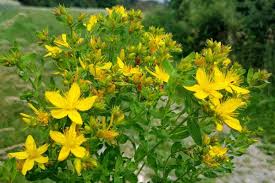Image result for Hypericum perforatum