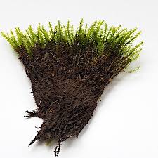 Attēlu rezultāti vaicājumam “Meesia triquetra”