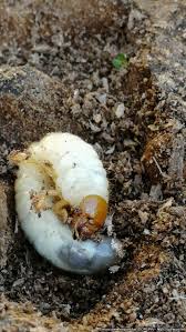 Attēlu rezultāti vaicājumam “Dorcus parallelopipedus”