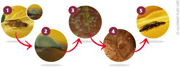 Attēlu rezultāti vaicājumam “Craterium minutum cf. var. brunneum spores”