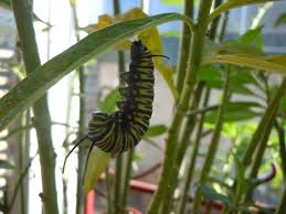Image result for monarch caterpillar
