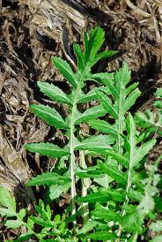 Attēlu rezultāti vaicājumam “Rorippa palustris leaf”