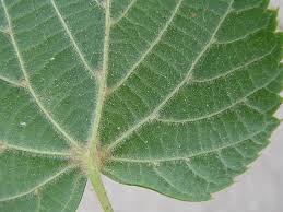 Attēlu rezultāti vaicājumam “Tilia platyphyllos subsp. cordifolia”
