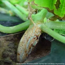 Attēlu rezultāti vaicājumam “Diderma radiatum stalked”