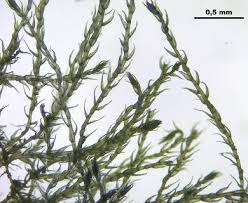 Attēlu rezultāti vaicājumam “Platydictya jungermannioides”