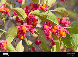 Attēlu rezultāti vaicājumam “Euonymus europaeus fruit”