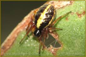 Attēlu rezultāti vaicājumam “Licea pygmaea”