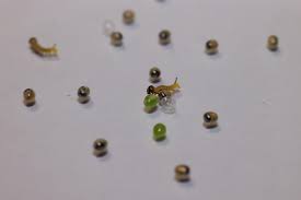 Attēlu rezultāti vaicājumam “Sphinx pinastri larva”