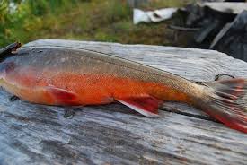 Image result for Salvelinus alpinus