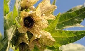 Attēlu rezultāti vaicājumam “Hyoscyamus niger fruit”