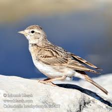 Image result for Calandrella brachydactyla