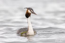 Attēlu rezultāti vaicājumam “Podiceps cristatus”